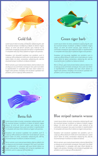 Gold and Betta Fishes Colorful Vector Banners Set photo