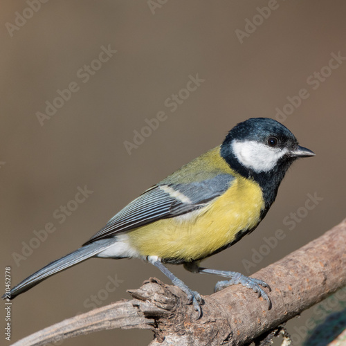 The great tit sitting on a branch in a swedish garden