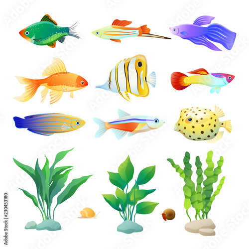 Aquarium Inhabitant Specie and Algae Color Poster