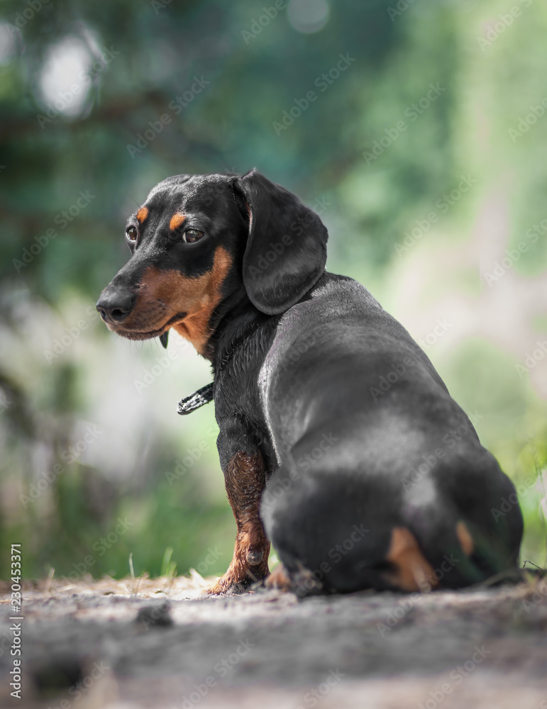 dachshund stay on the grass and looking back in the forest
