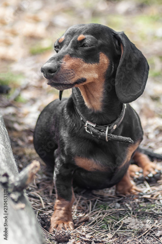 dachshund stay on the grass and lokking away