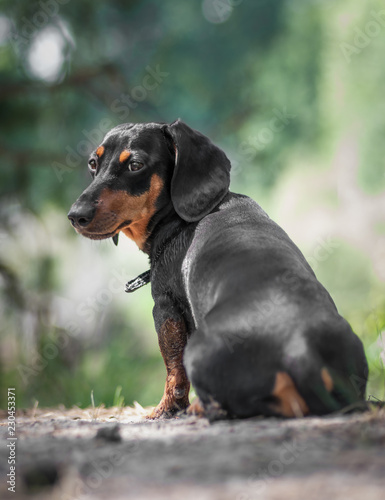 dachshund stay on the grass and looking back in the forest