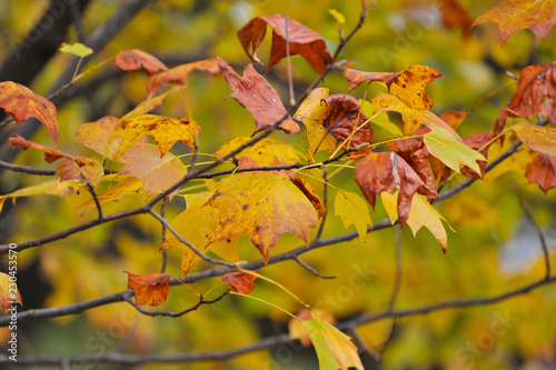 Autumn color in the leaves