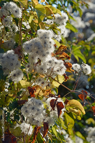 EKOREST Herbst-Gartenflagge – 30,5 X 45,7 Cm, Doppelseitig Bedruckt, Aus Wetterfestem Polyester