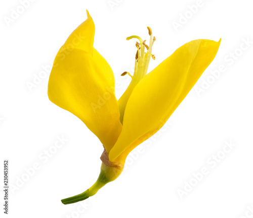 broom flower