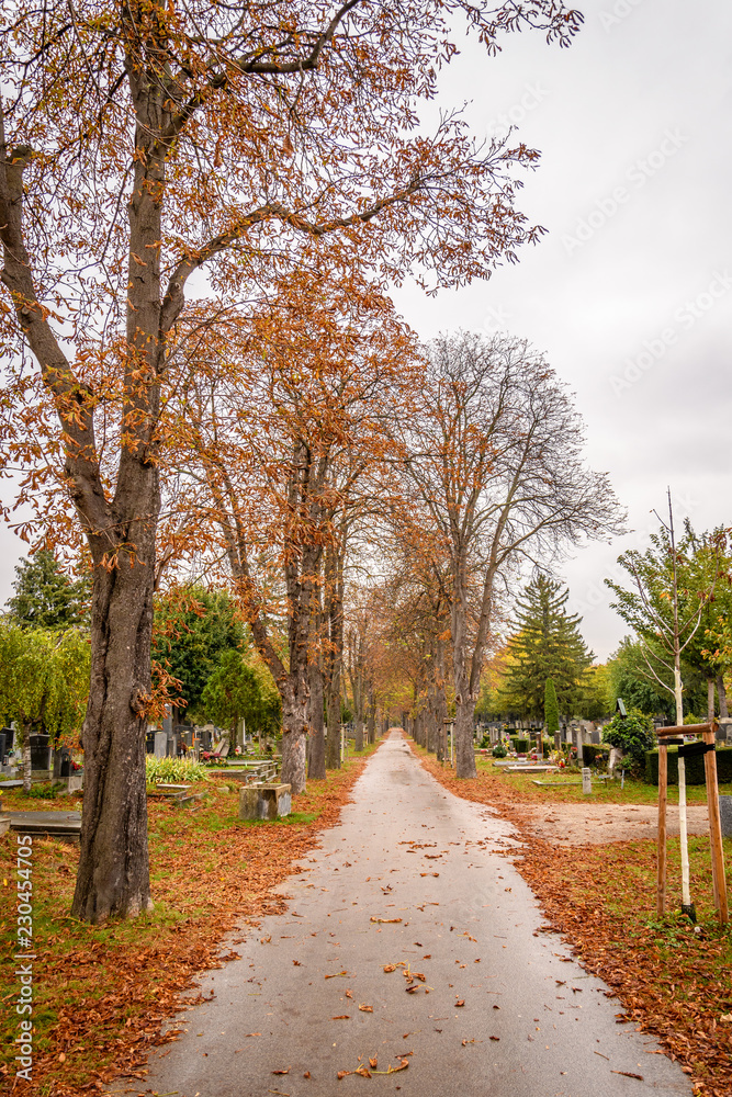 Naklejka premium Road inside the Central Cemetery of Vienna, Austria
