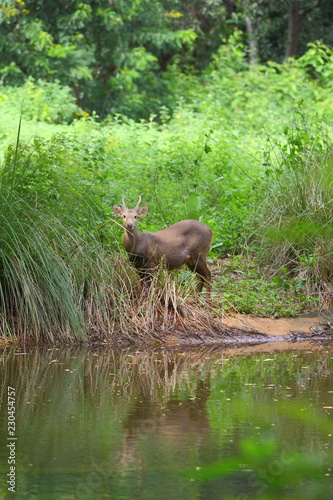 deer in the forest