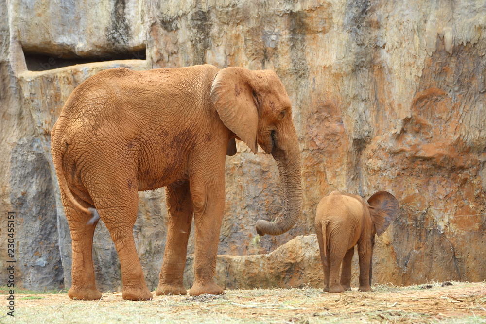 Naklejka premium elephant in zoo