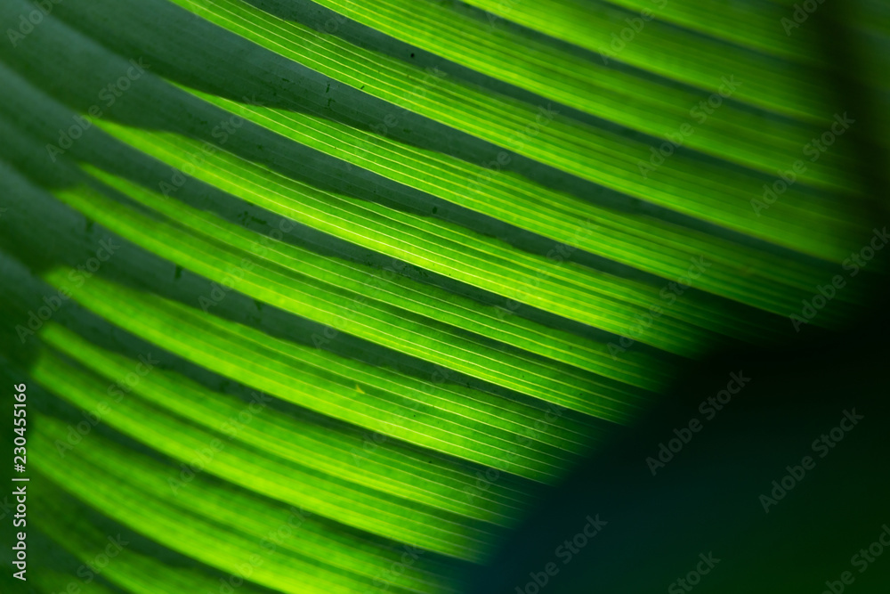 Obraz premium Green Leaf Texture background with sunlight