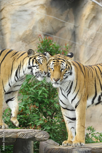 tiger in zoo