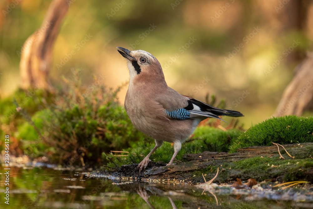 Jay, Garrulus glandarius Jay, Garrulus glandarius
