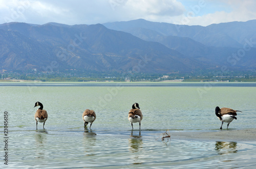 Wild goose at Lake Elsinore, Californa, USA