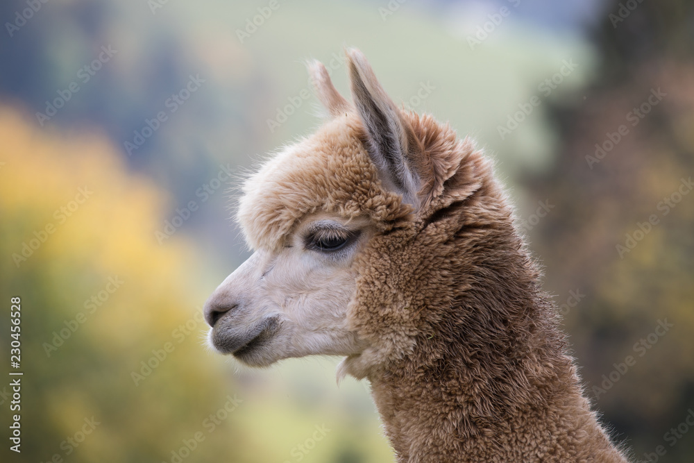 portrait of llama close up in switzerland