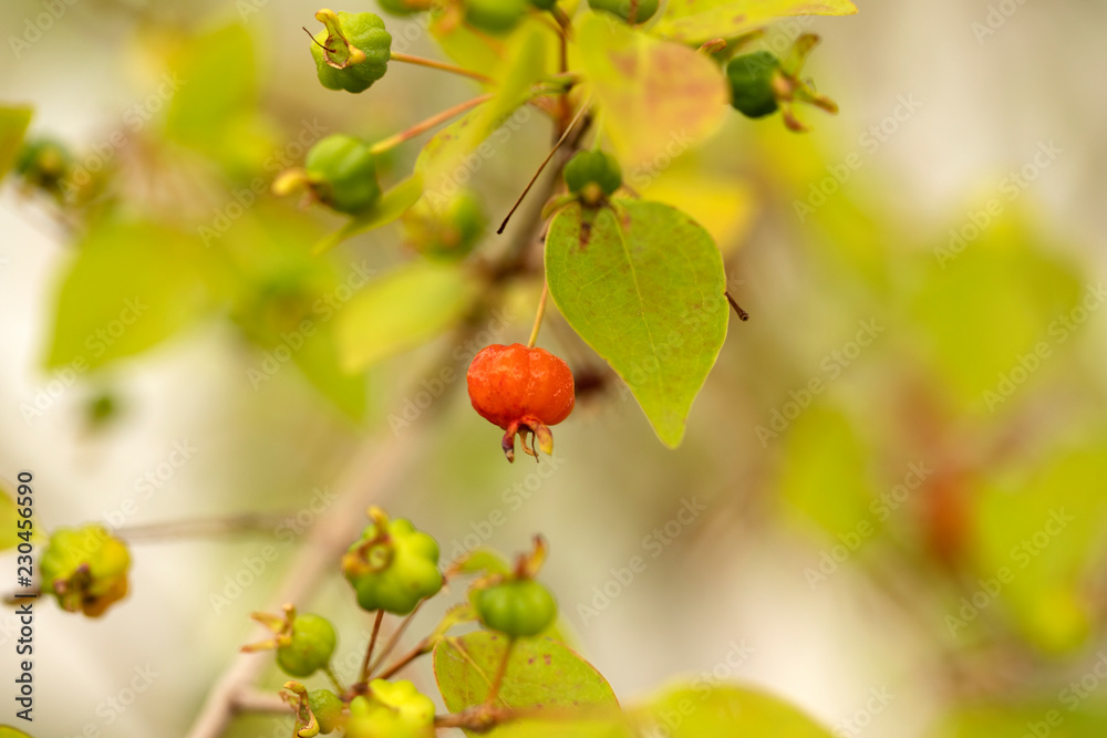 fruit fruit