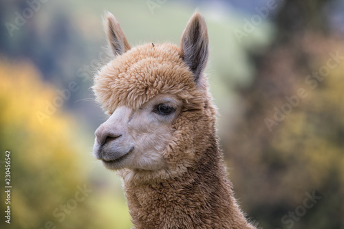 portrait of llama close up in switzerland © Vera