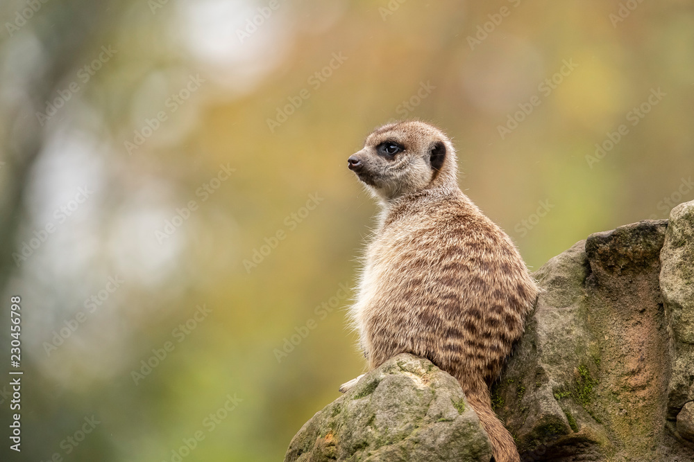 Fototapeta premium Meerkat, Suricata suricatta