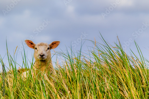 Schaf im Strandhafer auf dem Deich