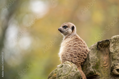Meerkat, Suricata suricatta © Gert Hilbink