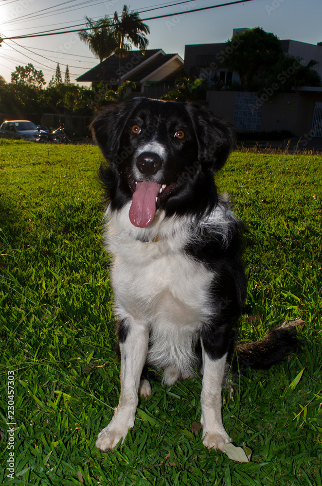 Cachorro collie