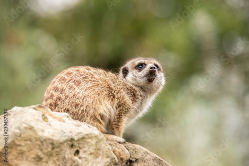 Meerkat, Suricata suricatta © Gert Hilbink