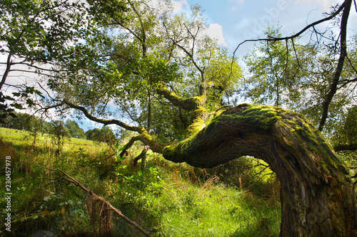 tree covered with moss