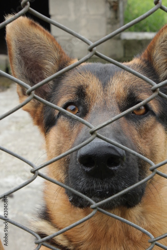 dog