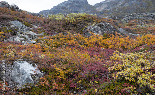 Herbstliche Tundra in Grönland bei Ivigtut im Arsukfjord © Bernd