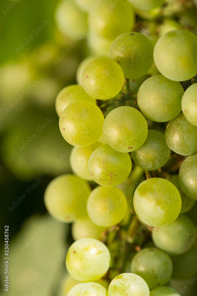 bunch of winery on the bush, macro photography, on the background of greenery concept of harvest bunch of winery on the bush, macro photography, on the background of greenery concept of harvest