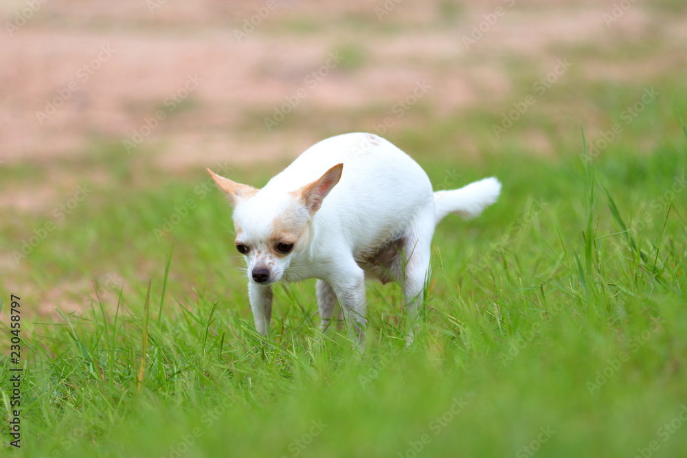 dog on green grass dog on green grass