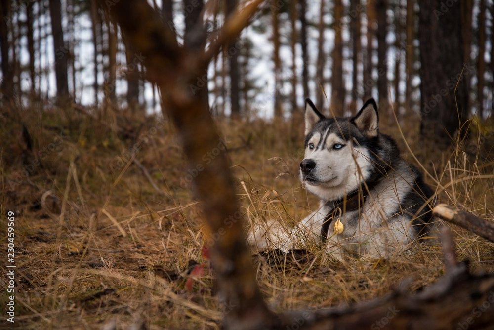 Siberian Husky Richwood for a walk in the autumn forest