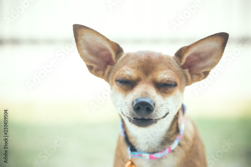Chihuahua dog smiling,Close-up of chihuahua face with smile. © wannasak