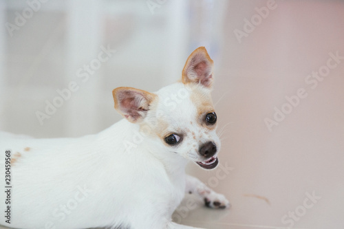 white Chihuahua dog smiling,Close-up of chihuahua face with smile.