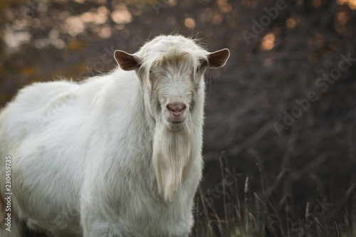 portrait of an old bearded goat grazing with a herd in nature, wild animal, concept of agriculture