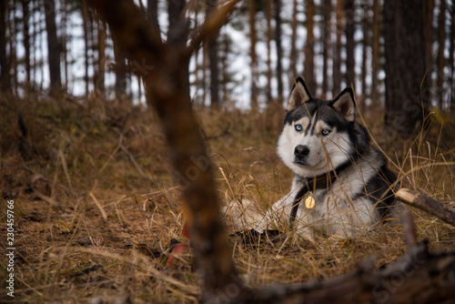 Siberian Husky Richwood for a walk in the autumn forest