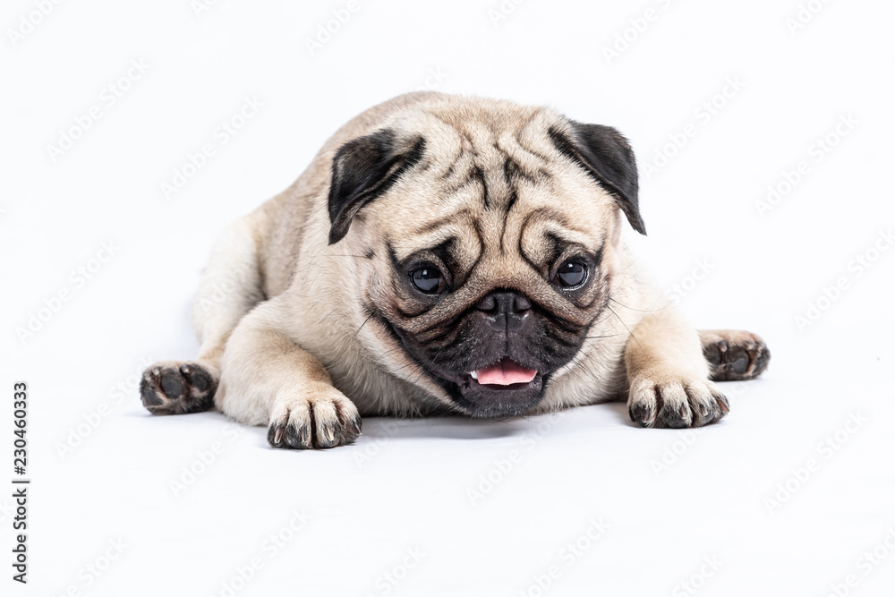 Cute pet dog pug breed lying and smile with happiness feeling so funny and making serious face isolated on white background