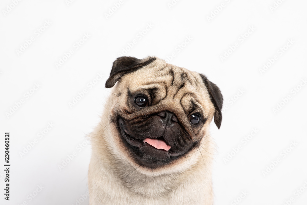 Cute pet dog pug breed smile with happiness feeling so funny and making serious face isolated on white background
