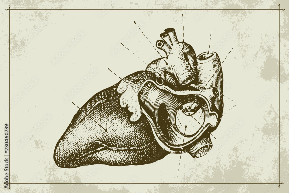 Authentic Vintage Anatomy Heart Engraving Vector Illustration Stock ...