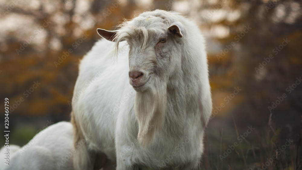 portrait of an old bearded goat grazing with a herd in nature, wild animal, concept of agriculture portrait of an old bearded goat grazing with a herd in nature, wild animal, concept of agriculture
