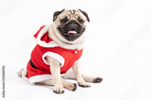 Cute Dog Pug Breed in Red Santa coat Costume sitting smile and happiness in Christmas and new year day isolated on white background,Healthy Purebred dog with Christmas concept