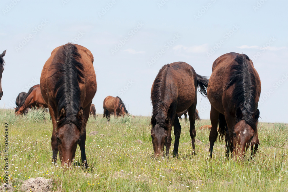 Chevaux sauvages Parc national de Donana Wild Horse Chevaux sauvages Parc national de Donana Wild Horse