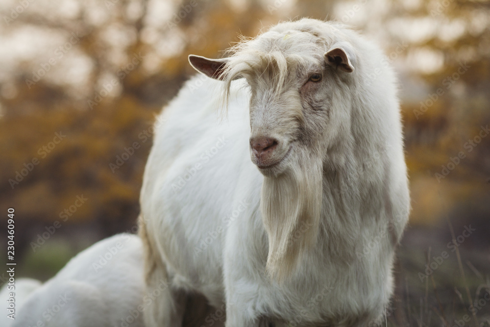 portrait of an old bearded goat grazing with a herd in nature, wild animal, concept of agriculture portrait of an old bearded goat grazing with a herd in nature, wild animal, concept of agriculture