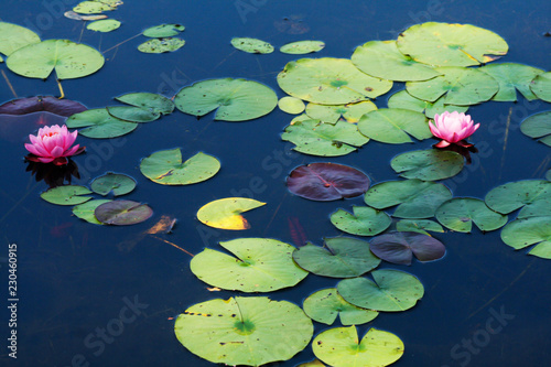 Fotografie pink water lily