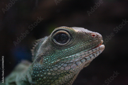green lizard  asian water dragon 