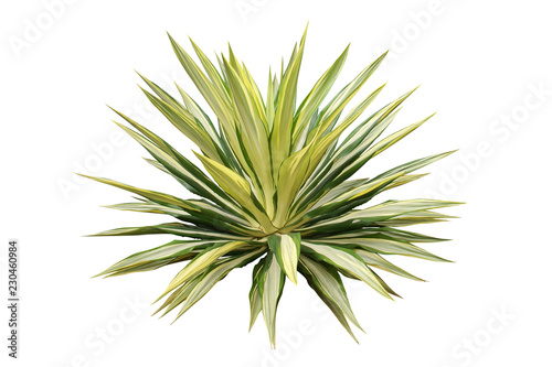 Variegated Agave Plant Isolated on White Background