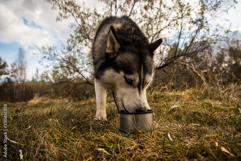 Siberian husky drinks tea with milk during a walk