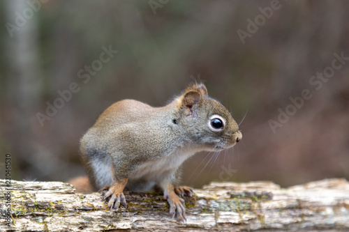 Squirrel in the forest