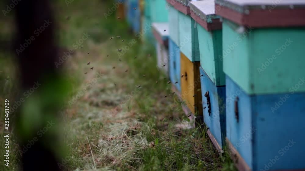 HD Bees flying in and out of hives. Swarm of bees at the entrance of beehive. HD Bees flying in and out of hives. Swarm of bees at the entrance of beehive.