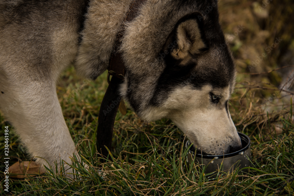 Siberian husky drinks tea with milk during a walk