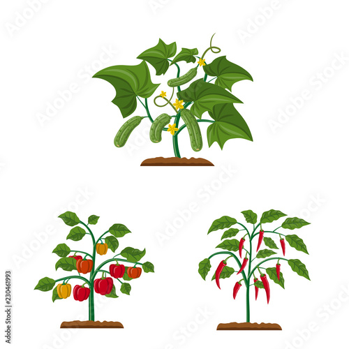 Vector illustration of greenhouse and plant sign. Collection of greenhouse and garden stock symbol for web.