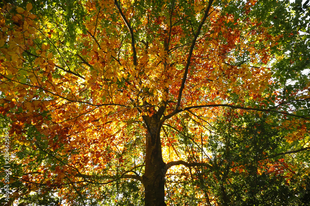 Autumn beech tree golden and green